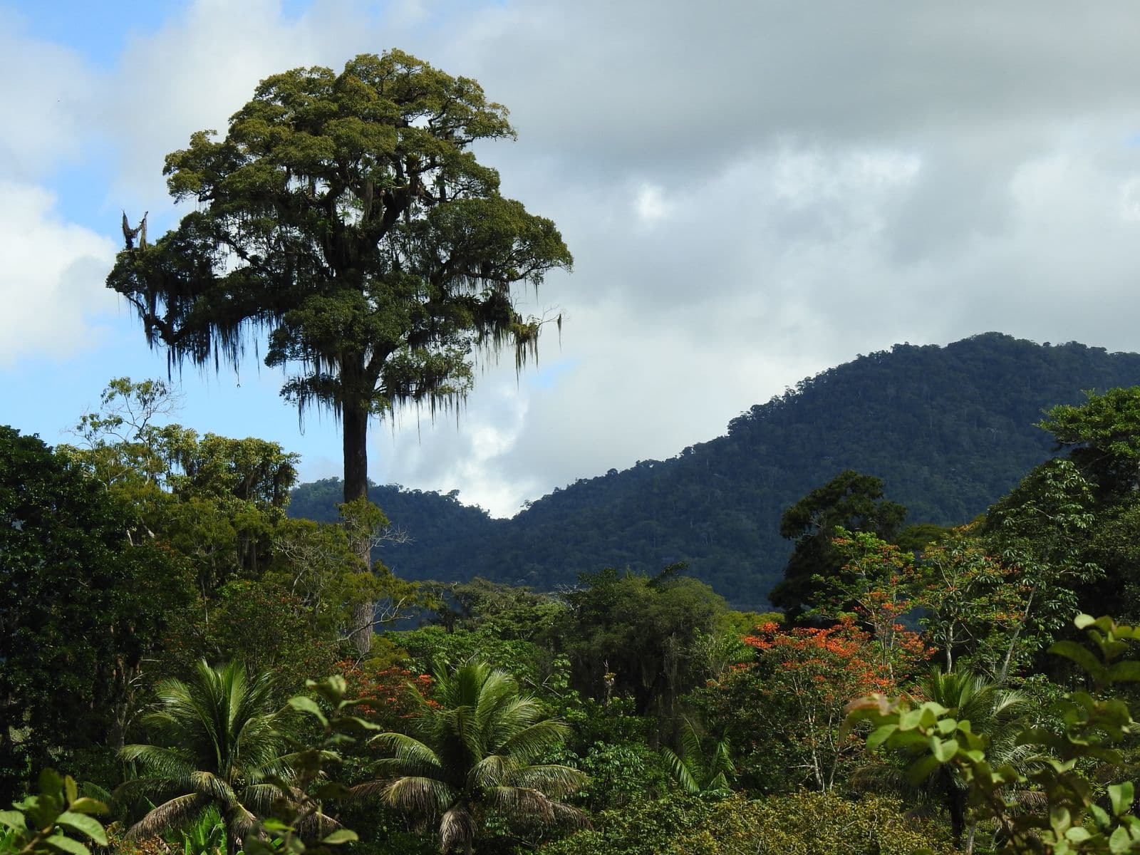 Amazon Rainforest Conservation - Image 1