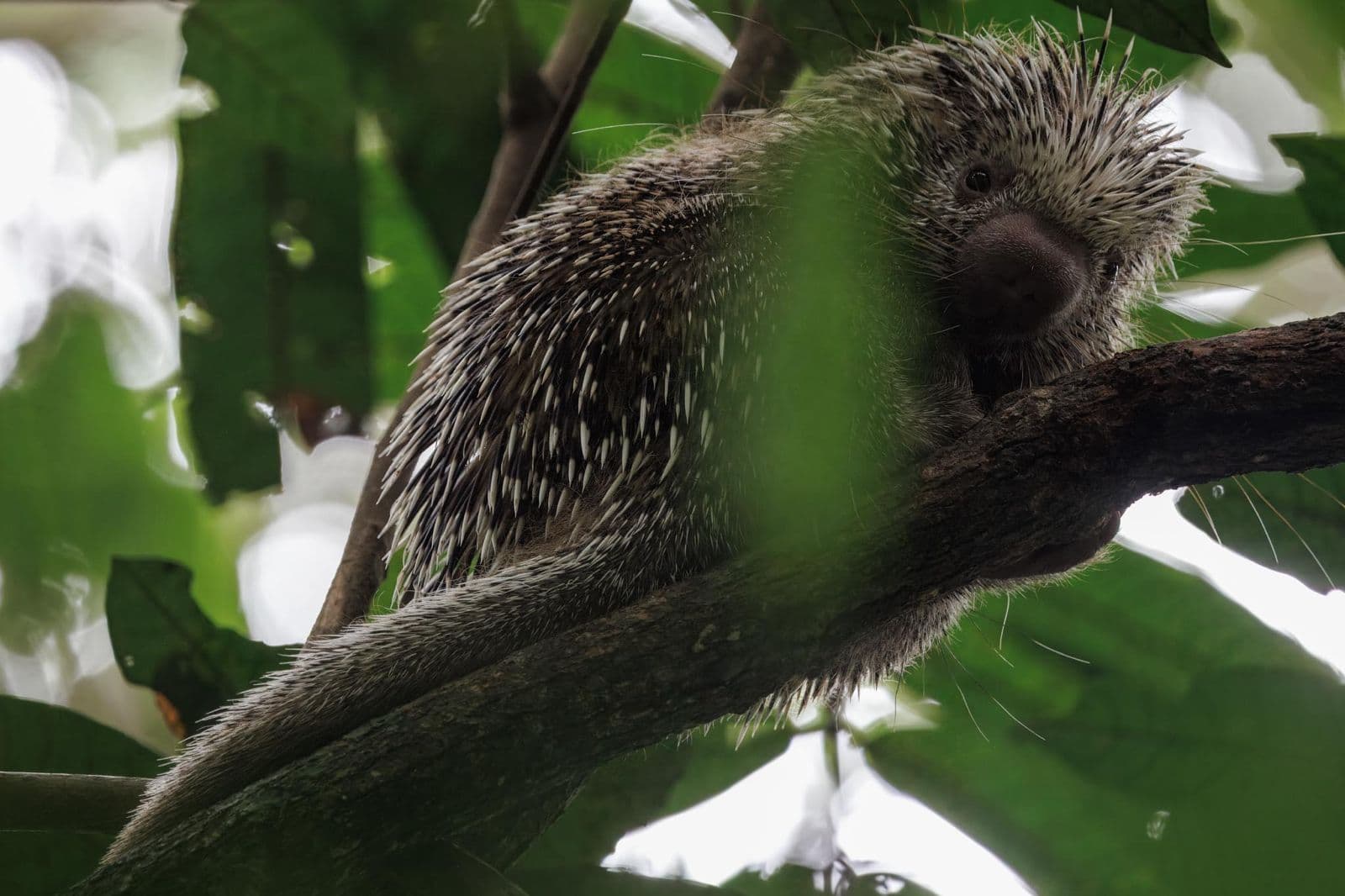 Amazon Rainforest Conservation - Image 2